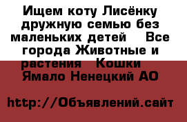 Ищем коту Лисёнку дружную семью без маленьких детей  - Все города Животные и растения » Кошки   . Ямало-Ненецкий АО